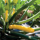 Golden Glory Summer Squash