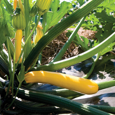 Golden Glory Summer Squash