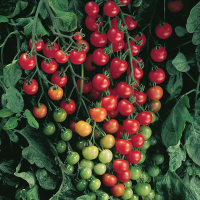 Goldkrone Cherry Tomato Seeds - Price €1.85