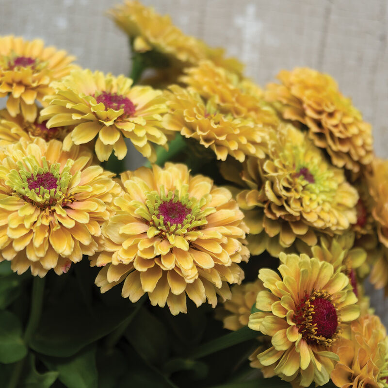 Queeny Lemon Peach Zinnias