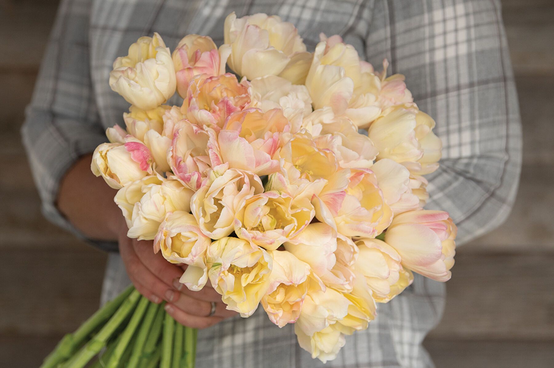 Crème Upstar Tulips