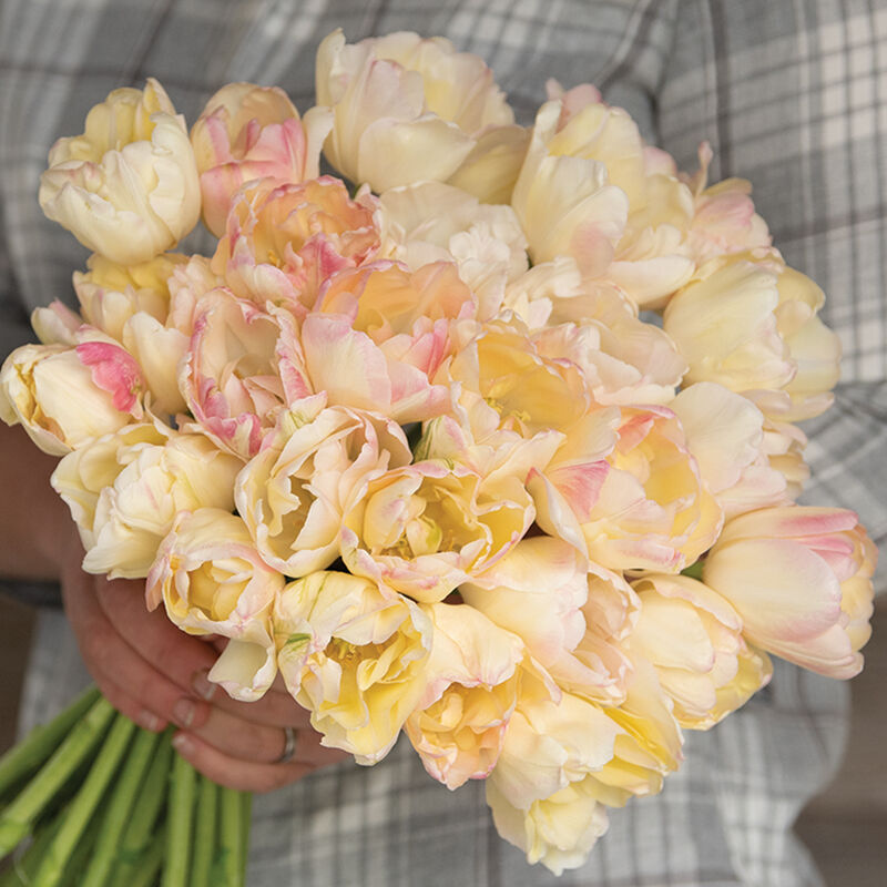 Crème Upstar Crème Upstar Tulips