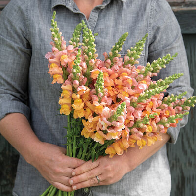 Cannes Light Bronze II–III Snapdragon