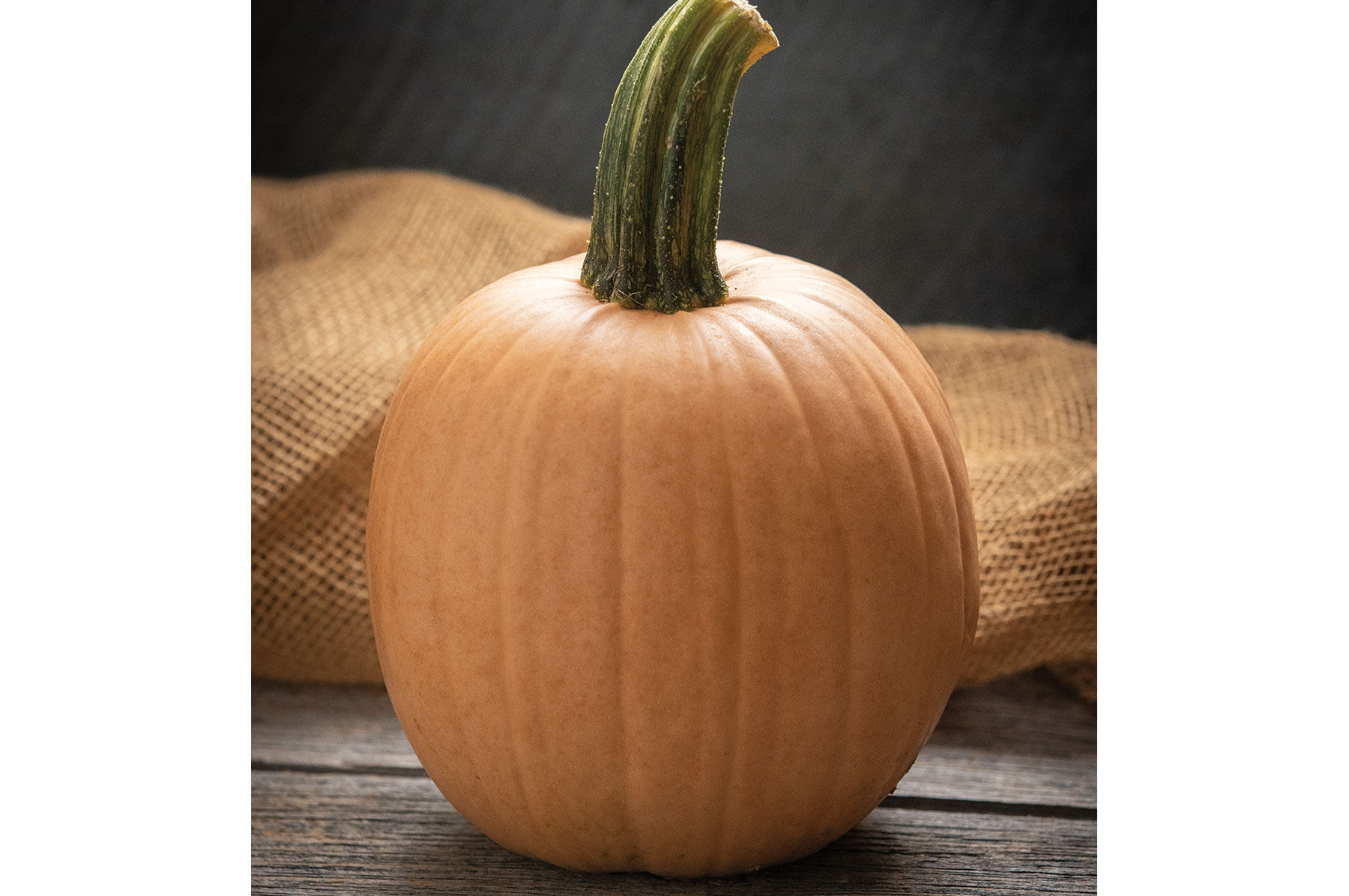Hot Chocolate Specialty Pumpkins