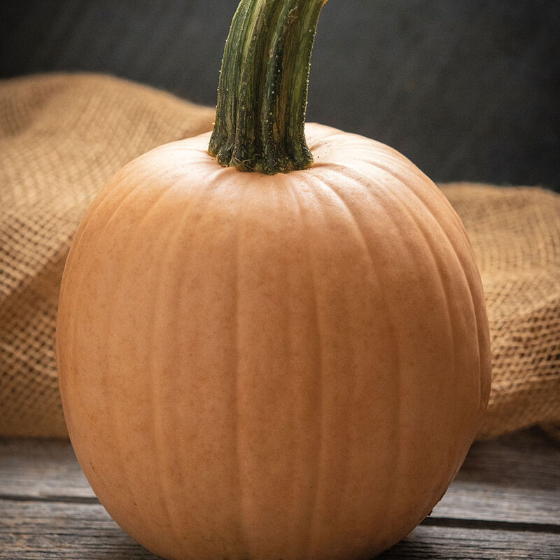 Hot Chocolate Specialty Pumpkins