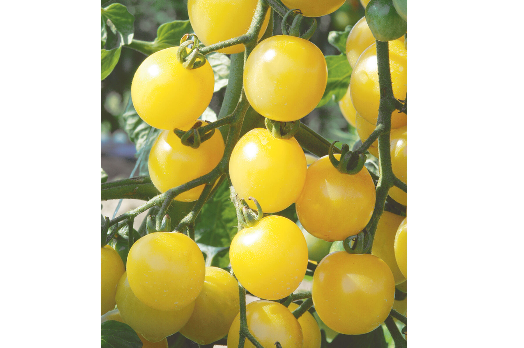 Tomato/whit shop