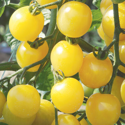 White Cherry Cherry Tomatoes