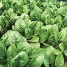 Rangitoto Savoyed-Leaf Spinach