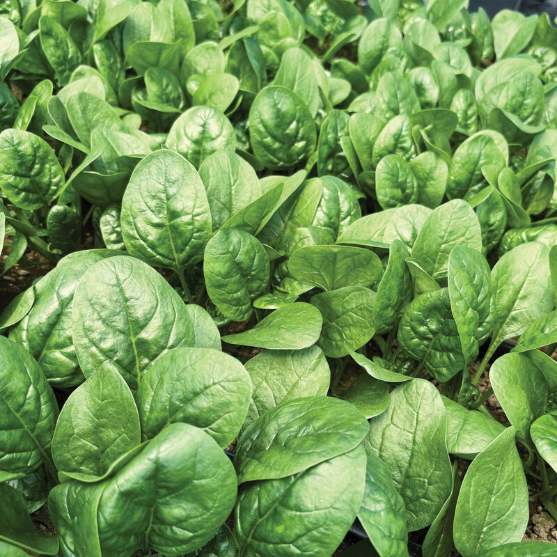 Rangitoto Savoyed-Leaf Spinach