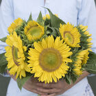 Sunrich Lime Sunrich Lime Sunflower Tall Sunflowers
