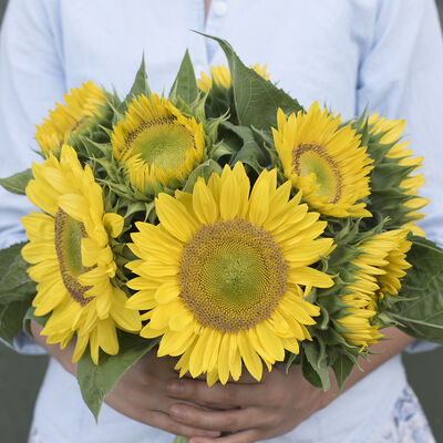 Sunrich Lime Tall Sunflowers