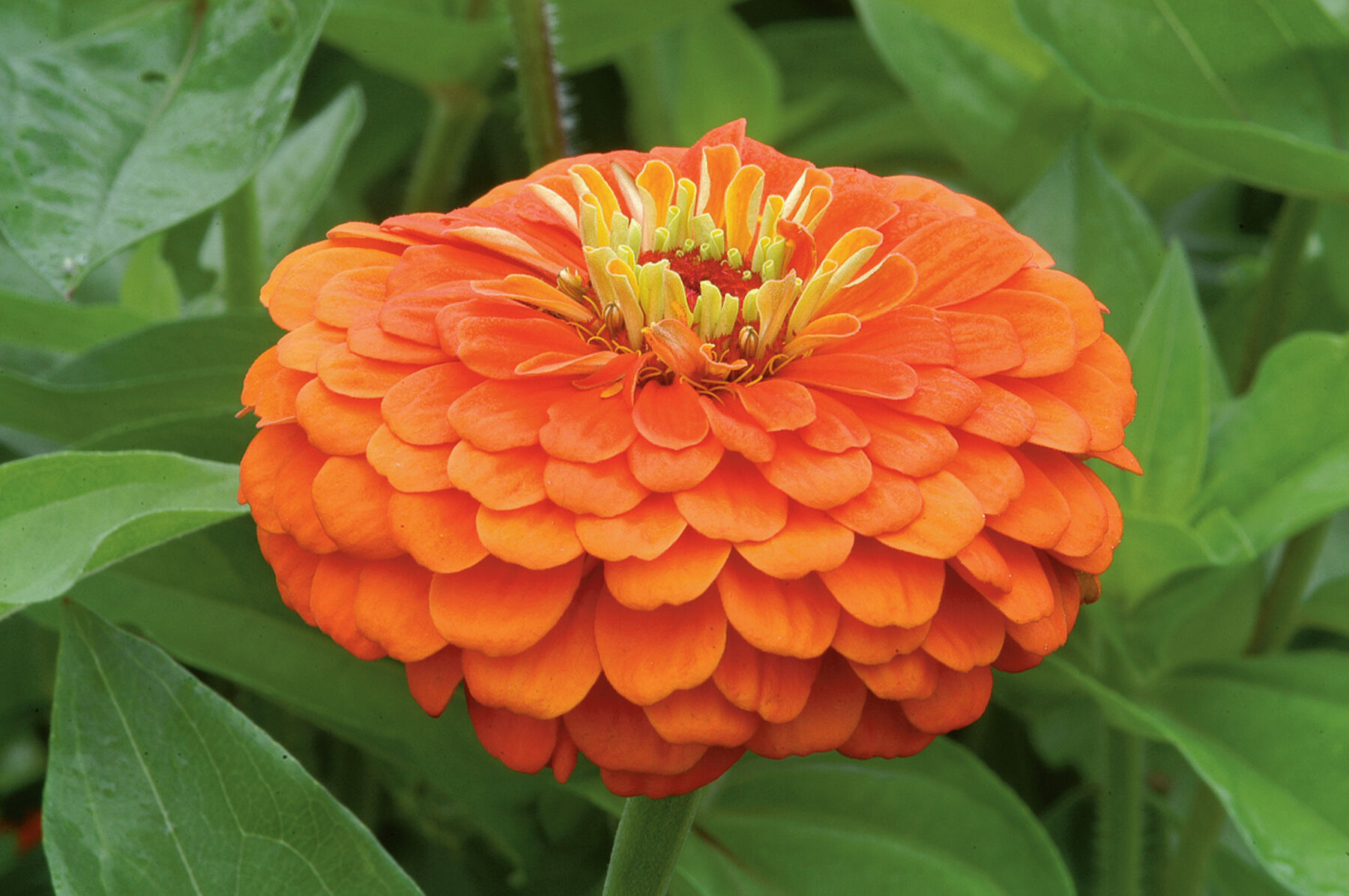 Zinnia shop