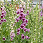 Sugar Plum Digitalis (Foxglove)