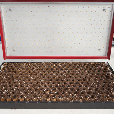 Seed Plate B264 Vacuum