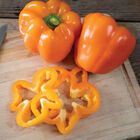 Nova Sweet Bell Peppers