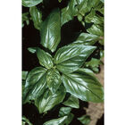 Aroma 2 Genovese Basil