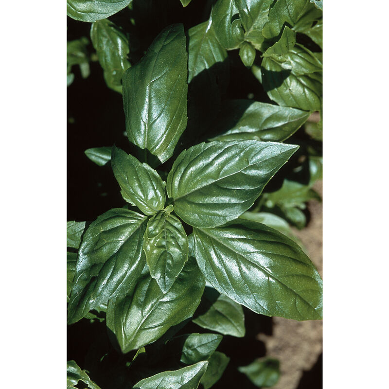 Aroma 2 Genovese Basil