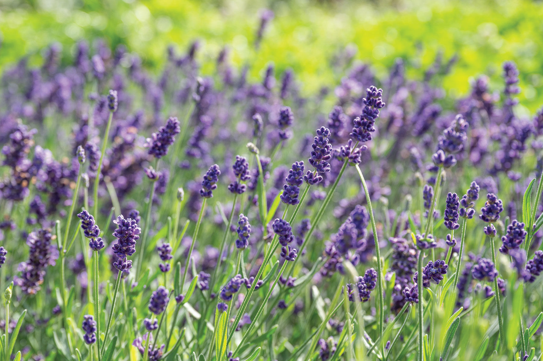 Ellagance Purple Lavender