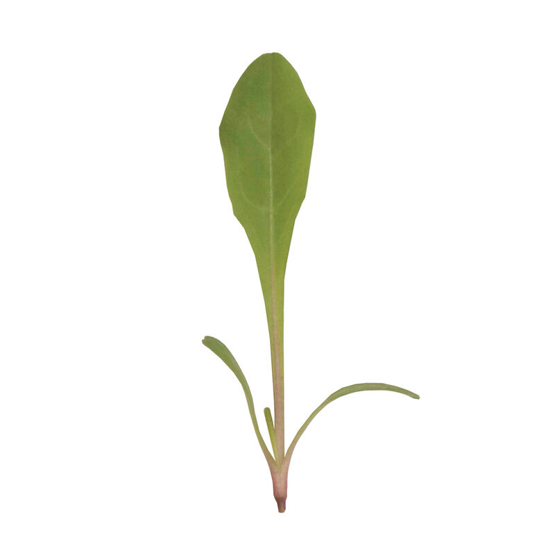 Dandelion, Red Microgreen Vegetables