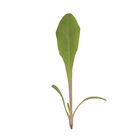 Dandelion, Red Microgreen Vegetables