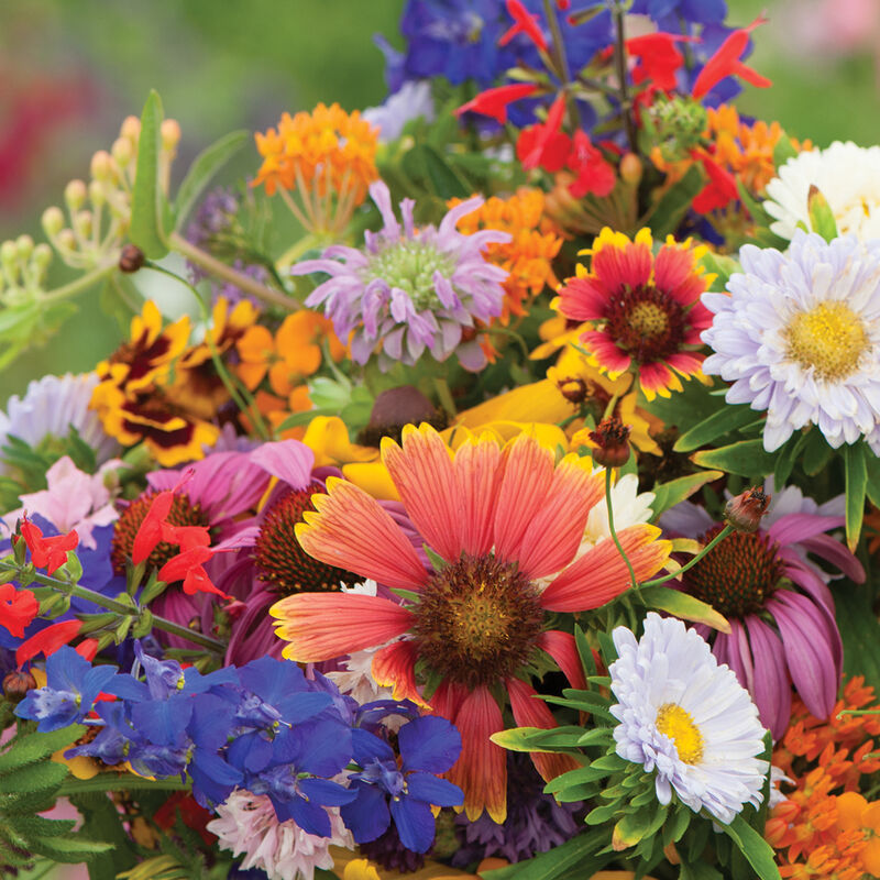 Butterfly and Hummingbird Mix Flower Collections and Mixes