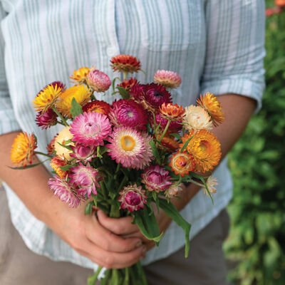 Choice Mix Strawflower