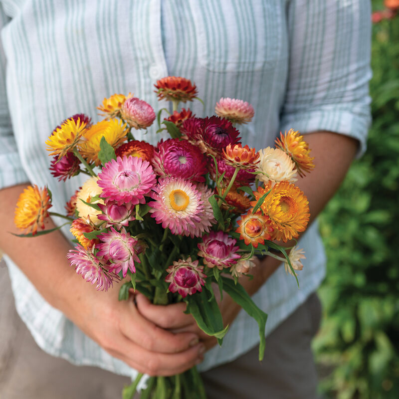 Choice Mix Strawflower