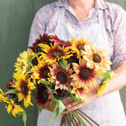 Daydream Mixture Tall Sunflowers