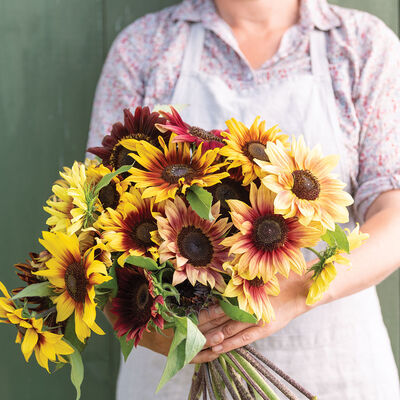 Daydream Mixture Tall Sunflowers