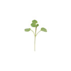 Watercress Microgreen Vegetables