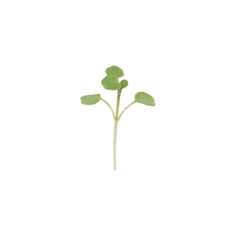 Watercress Microgreen Vegetables