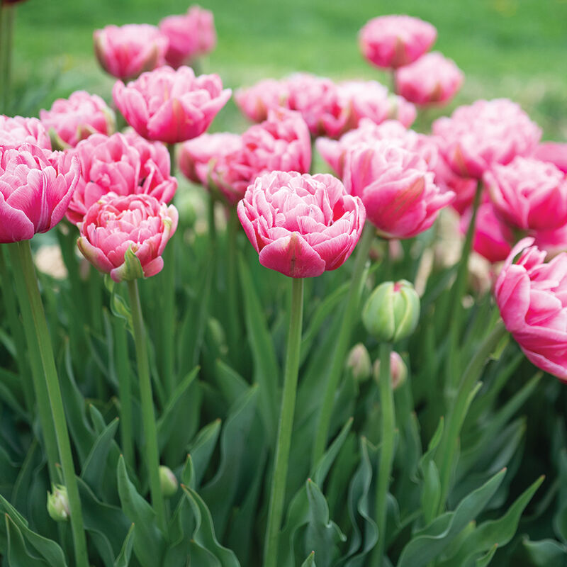 Aveyron Tulips