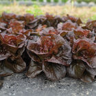 Volcana Bibb Lettuce