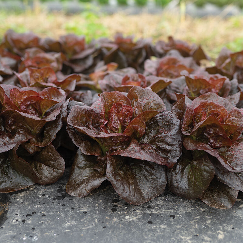 Volcana Bibb Lettuce