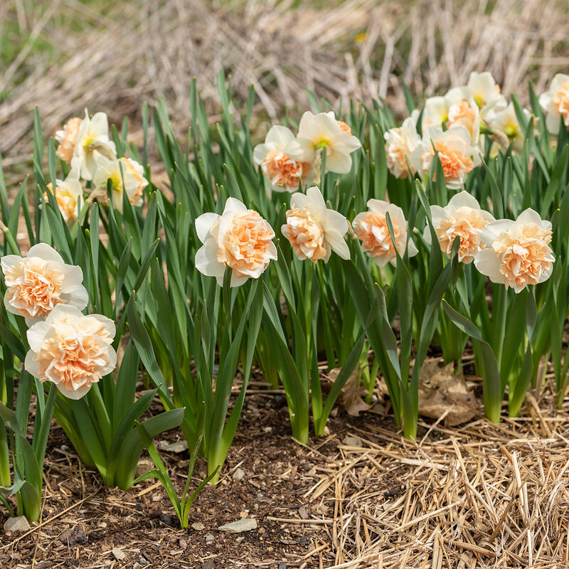 Flower Surprise Narcissus