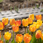 Beauty of Apeldoorn Tulips