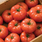 Rebelski Slicing Tomatoes