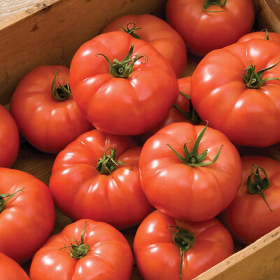 Rebelski Slicing Tomatoes