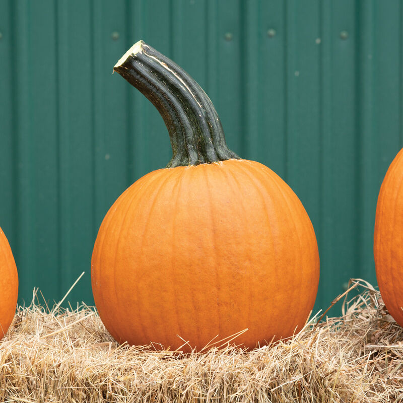 Wolf Pumpkin Seed Johnny S Selected Seeds Wolf Pumpkin Seed Johnny S Selected Seeds