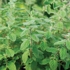 Zaatar Marjoram