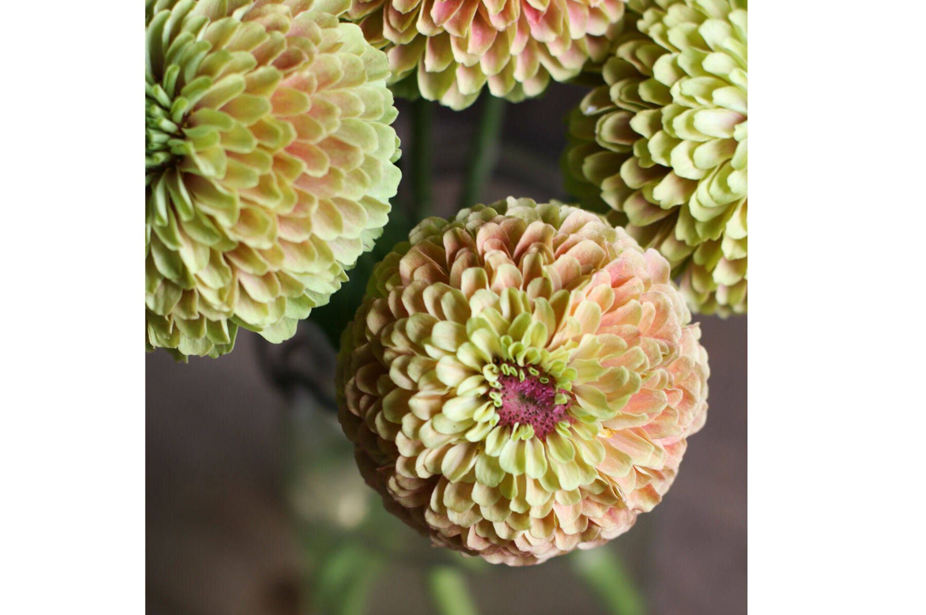 Queeny Lime with Blush Zinnias