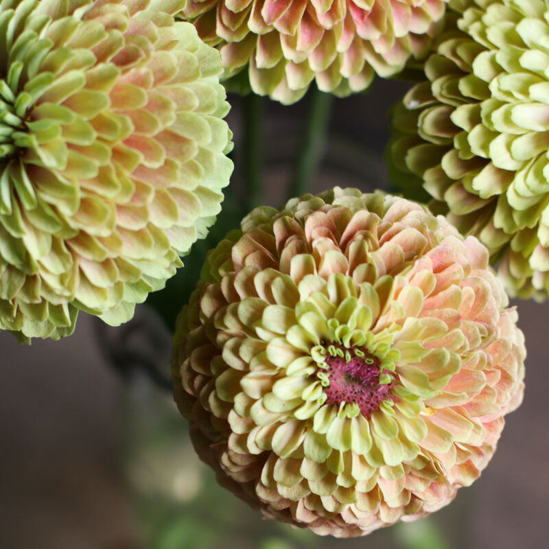 Queeny Lime with Blush Zinnias