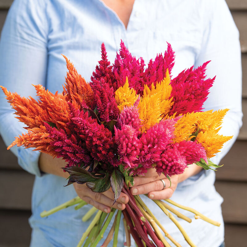 Sunday™ Mix Sunday™ Mix Celosia