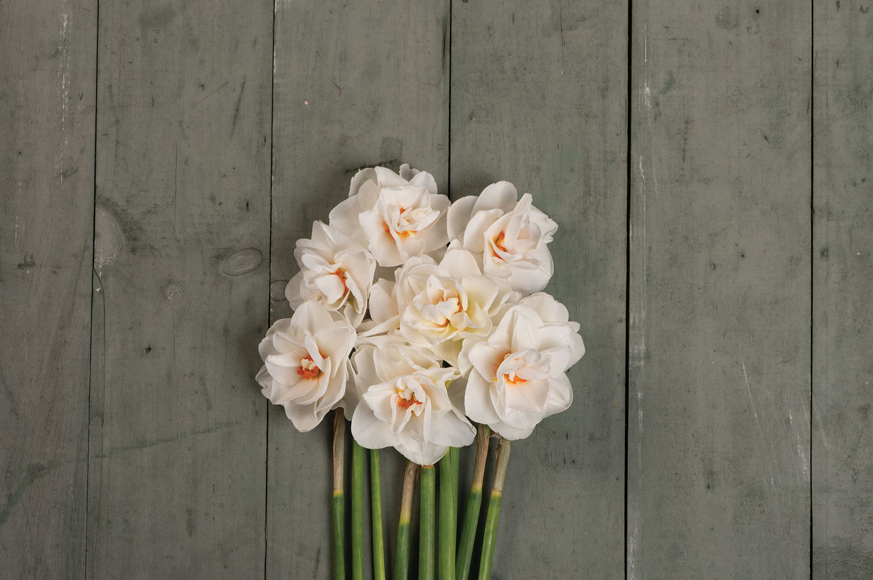 Narcissus Spring Sunshine – Floret Library