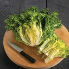 Curlesi Endive