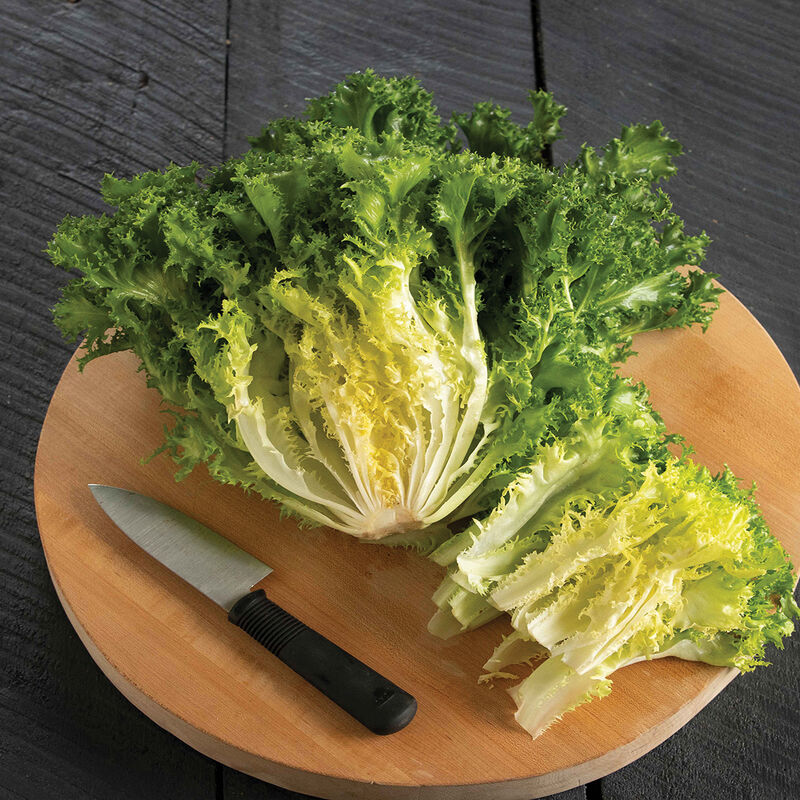 Curlesi Endive