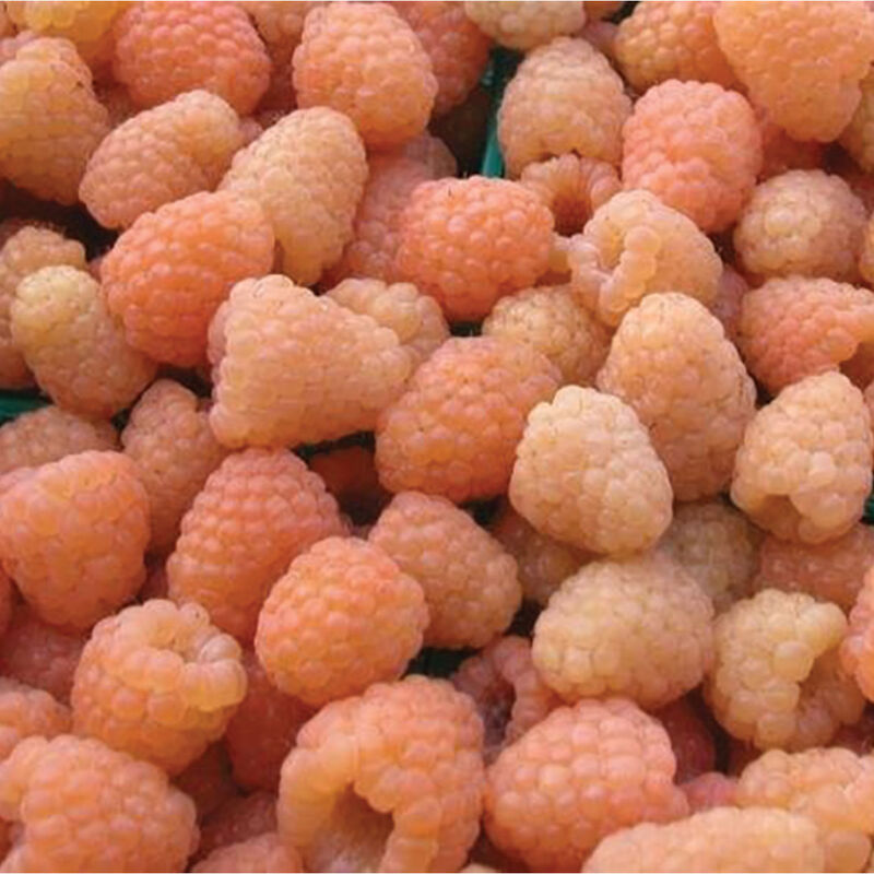 Cascade Gold Raspberry