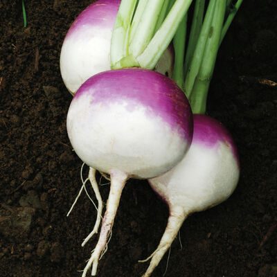 Purple Top White Globe Purple Top White Globe Turnips