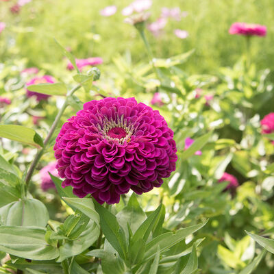 Benary's Giant Purple Benary's Giant Purple Benary's Giant Series