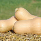 JWS 6823 PMR Winter Squash